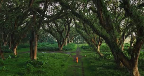 Fairytale Scenery Blond Woman Orange Dress Walking Lush Tropical Forest — стокове відео