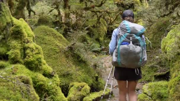 Pan Female Hikers Walks Moss Covered Fiordland Forest Routeburn Track — Stock video