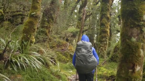 Slider Hiker Walks Lush Fiordland Forest Routeburn Track New Zealand — ストック動画