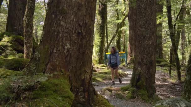 Slider Female Hiker Walking Distant Routeburn Track Sign Sunlit Forest — Vídeo de Stock