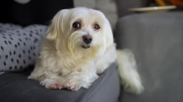 Little White Dog Laying Couch While Looking Camera — Stockvideo