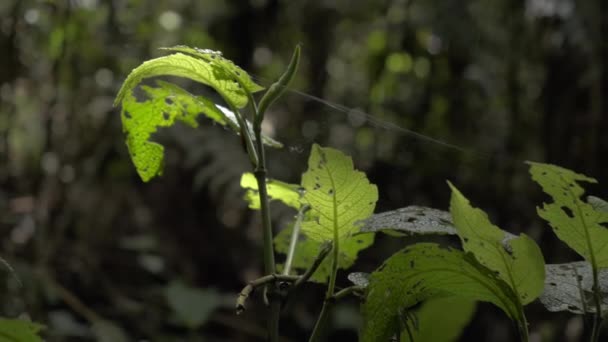Some Plants Abandoned Spiderweb — 비디오