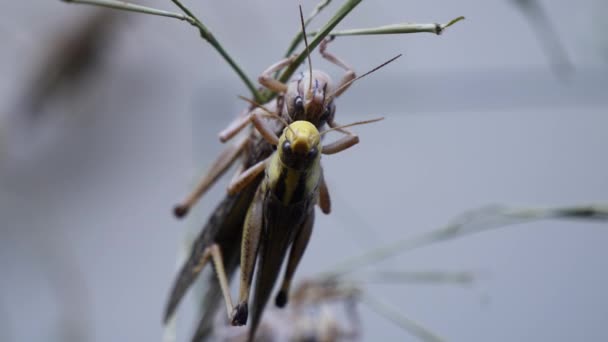 Close Shot Grasshopper Couple Mating Breeding Outdoors Nature — 图库视频影像