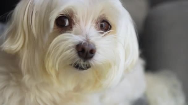 Cute Maltese Dog Looking Camera Slow Motion Close Shot — 图库视频影像