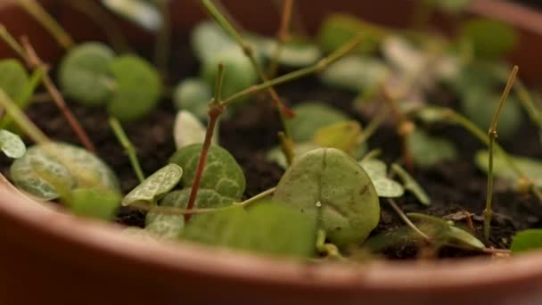 Macro Shot Cute Indoor Home Plant Pot — Stockvideo