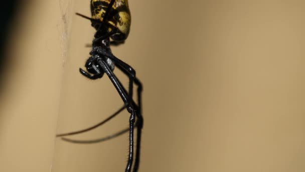 Macro Close Black Yellow Spider Hanging Web Sunny Day Outdoors — Stock Video