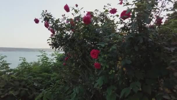 Red Roses Tree Backdrop Black Sea Sunset — Videoclip de stoc