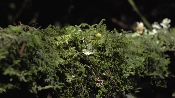 Some Moss Seen Insect Perspective — Videoclip de stoc