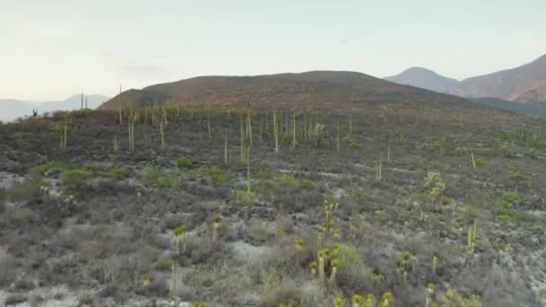 Tall Cactus Covered Landscape Zapotitlan Desert Mexico Aerial — Stockvideo