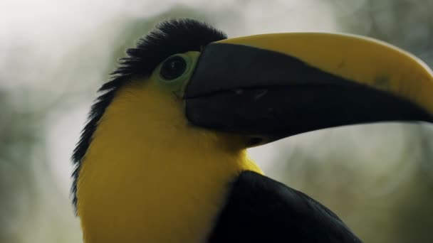 Close Black Mandibled Toucan Head Perched Forest Quito Ecuador — Stockvideo