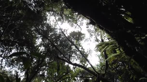 Some Jungle Trees Floor Perspective — Vídeo de Stock