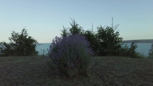 Levandulový Keř Krásným Černomořským Pozadím Pobřeží Varny Bulharsko Při Západu — Stock video