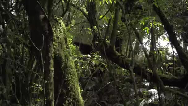 Some Moss Trees Plants Deep Forest — Vídeo de Stock