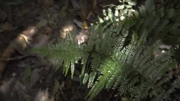 Moving Slow Motion Forest Plants — Stock Video