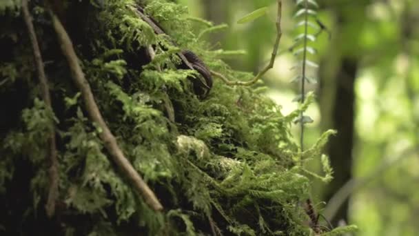 Moss Deep Forest — Wideo stockowe