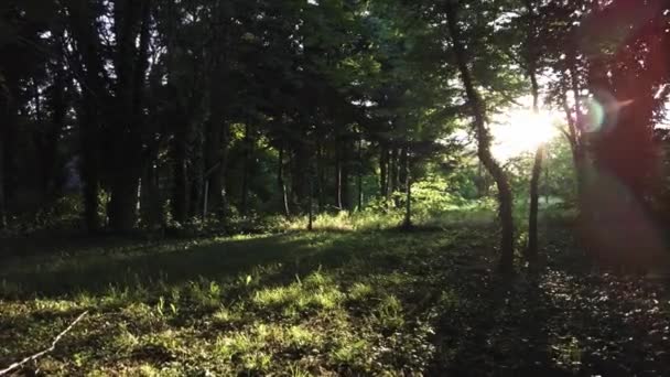 Sun Shining Forest Trees Park Alenoriya Varna Bulgaria — Stok Video