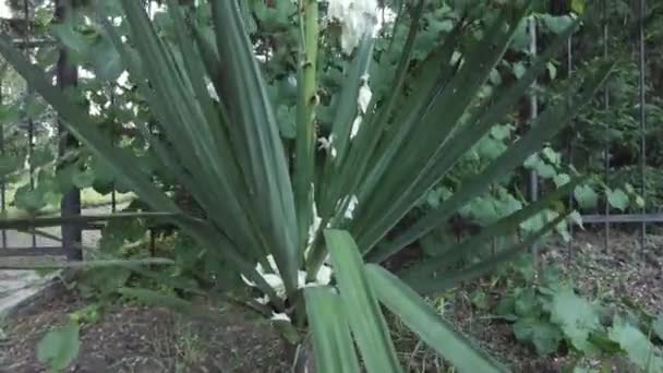 Una Hermosa Planta Aguja Adams Plena Floración — Vídeo de stock