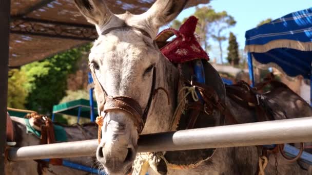 Sunlight Hitting Face Donkey Taxi Mijas Village Malaga Costa Del — 图库视频影像