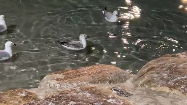 Silver Gulls Chroicocephalus Novaehollandiae Swimming Rippling Water Shimmering Light Reflection — 图库视频影像