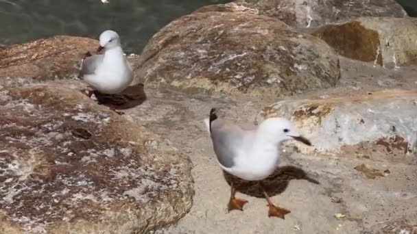 Urban Common Silver Gulls Chroicocephalus Novaehollandiae One One Flying Rocky — Vídeo de Stock