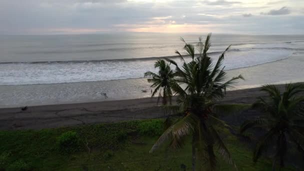 Drone Fly Scenic Palm Tree Coconut Lonely Tropical Beach Bali — Vídeos de Stock