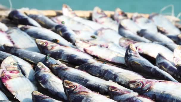 Close Blowfly Fish Caught Left Display Beach Zoom — Vídeo de Stock