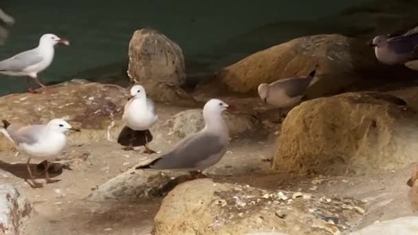 Flock Urban Common Silver Gulls Chroicocephalus Novaehollandiae Walking Rocky Shore — Vídeo de Stock