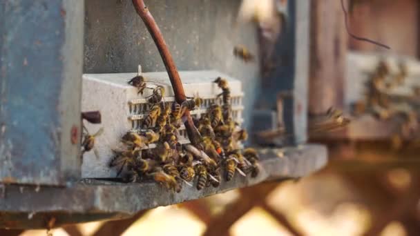 Static Bees Entering Homemade Wooden Beehive Entrance Reducer — 图库视频影像