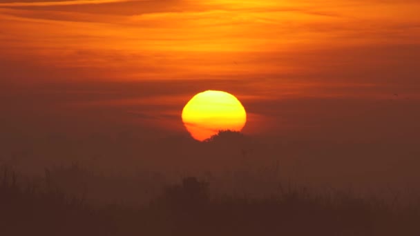 Sky Fire Golden Sunrise Telephoto Shot Birds Passing — стоковое видео