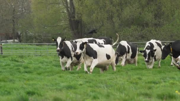 Group Happy Dutch Cows Just Released Field Spring Doing Cowdance — Stockvideo
