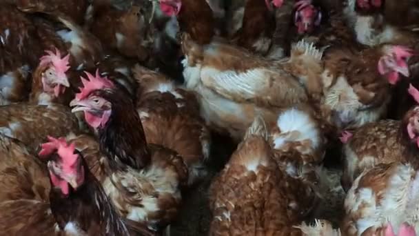 Hundreds Chickens Reddish Feathers Coop Livestock Industry — Stock Video