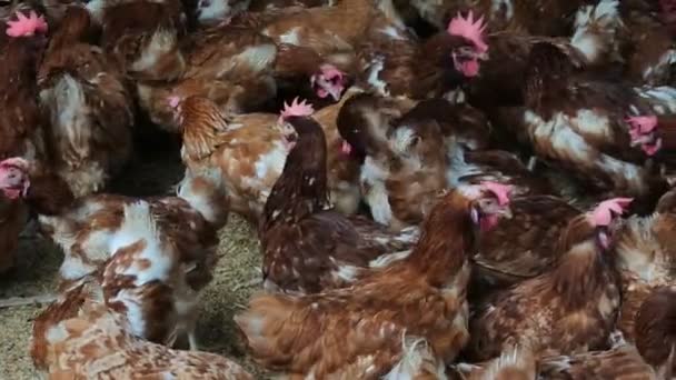 Hundreds Chickens Reddish Feathers Coop Livestock Industry — Video Stock