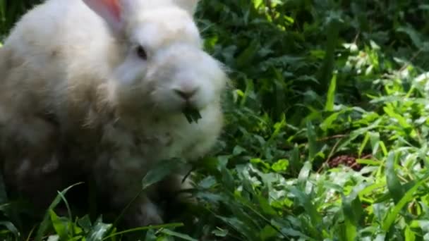 Rabbit Grassy Small Furry Mammal Long Ears Short Fluffy Tail — Video