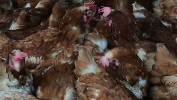 Hundreds Chickens Reddish Feathers Coop — Αρχείο Βίντεο