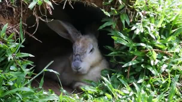 Rabbit Hiding Grassy Pit Small Furry Mammal Long Ears Short — ストック動画