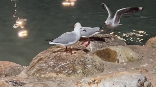 Seagulls Common Silver Gulls Chroicocephalus Novaehollandiae Walking Rocky Shore Covered — Stok Video