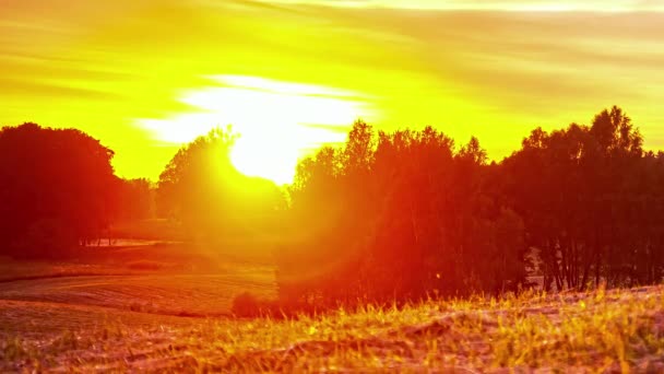 Static Shot Sun Going Timelapse Rural Landscape Birch Trees Evening — Stok video
