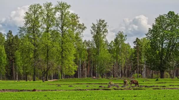 Deer Family Safely Grazing Survival Jungle Facade — Αρχείο Βίντεο