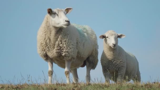 Flock Sheep Stands Hill Lush Green Meadow Slow Motion Pan — Vídeo de stock