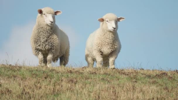 Flock Sheep Hill Lush Green Meadow Slow Motion Pan Follow — 비디오