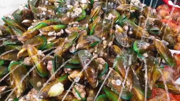 New Zealand Green Lipped Mussels Bivalve Mollusc Shellfish Sale Supermarket — Vídeo de Stock