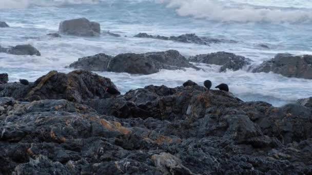 Flock Endemic Oystercatcher Trea Pango Birds Searching Rocky Ocean Shoreline — Stock video
