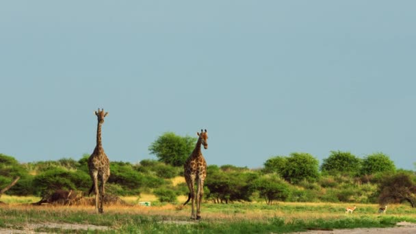 Two Cape Giraffes Walking Open Grassland Central Kalahari Game Reserve — Stockvideo