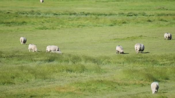 Flock Sheep Grazing Lush Green Meadow Strong Wind Sends Waves — Vídeo de stock