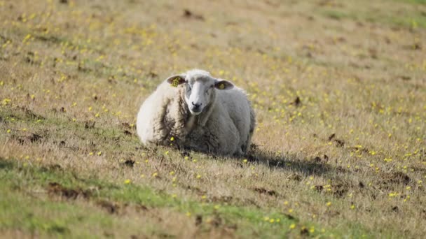 White Wooly Sheep Grazing Field Slow Motion Pan Follow Tight — Stockvideo