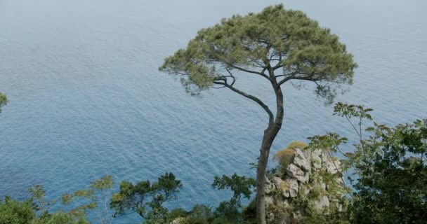 Detail Shot Some Vegetation Island Capri Sunny Morning Spring — Stock video