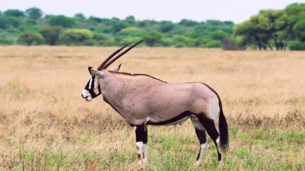 Gemsbok Standing Savannah Central Kalahari Game Reserve Botswana South Africa — ストック動画