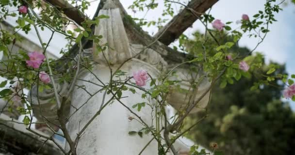 Detail Shot Some Roses Ancient Columns Villa Lysis Island Capri – Stock-video