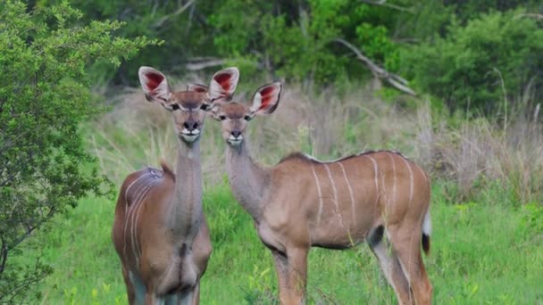 Group Greater Kudu Habitats Khwai National Park Botswana South Africa — Αρχείο Βίντεο