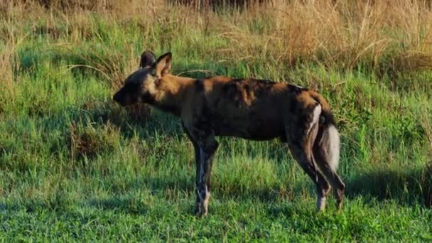 African Hunting Dog Savannah Khwai Okavango Delta Botswana Southern Africa — 비디오